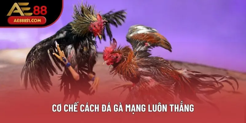 Cơ chế cách đá gà mạng luôn thắng
