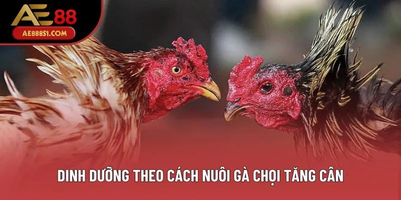 Dinh dưỡng theo cách nuôi gà chọi tăng cân