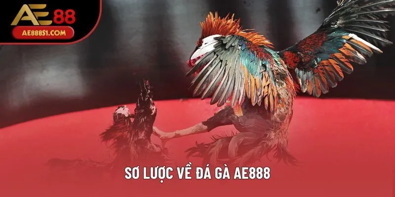 Sơ lược về đá gà AE888