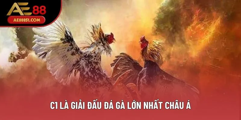 C1 là giải đấu đá gà lớn nhất châu Á