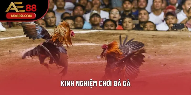 Kinh Nghiệm Chơi Đá Gà - Mẹo Dự Đoán Kết Quả Cực Kỳ Hiệu Quả