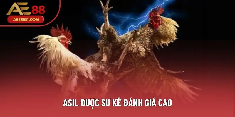 Asil được sư kê đánh giá cao