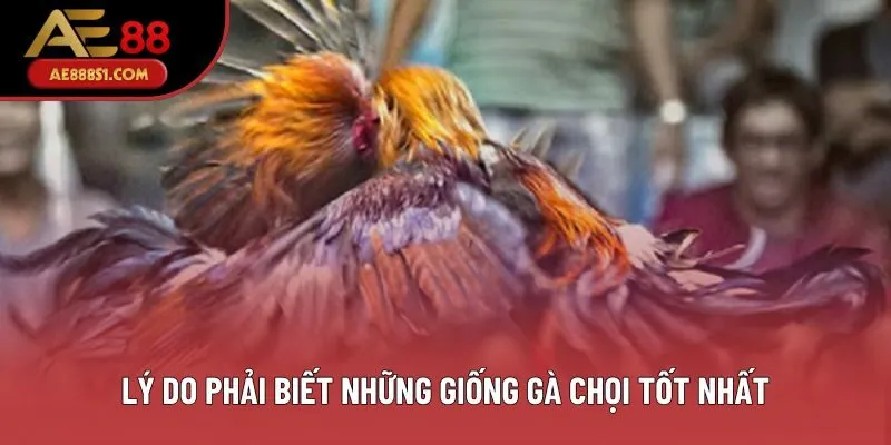 Lý do phải biết những giống gà chọi tốt nhất