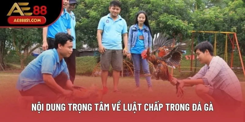 Nội dung trọng tâm về luật chấp trong đá gà