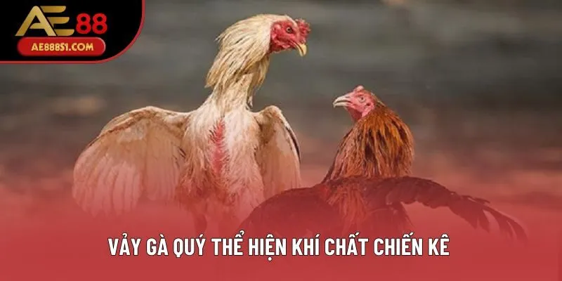 Vảy gà quý thể hiện khí chất chiến kê 