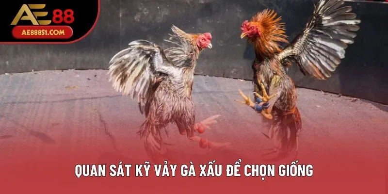 Quan sát kỹ vảy gà xấu để chọn giống