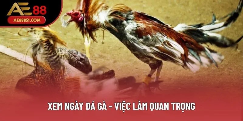 Xem ngày đá gà - Việc làm quan trọng